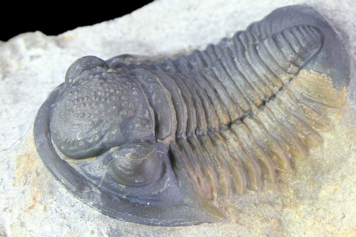 Gerastos Trilobite Fossil - Well Prepared #86396